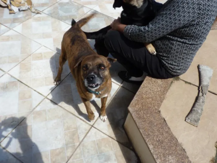 Cachorro raça SRD-ViraLata idade 4 anos nome Tupã e Bidu