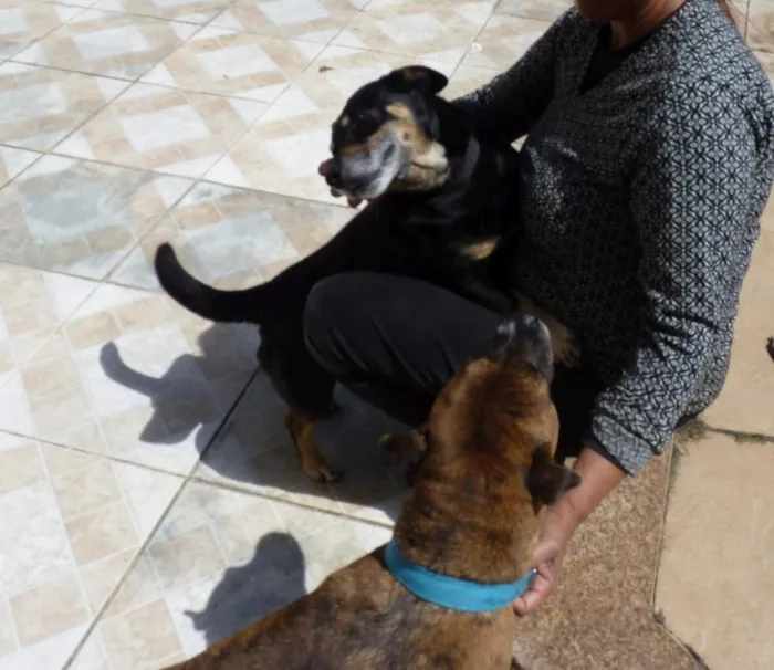 Cachorro raça SRD-ViraLata idade 4 anos nome Tupã e Bidu