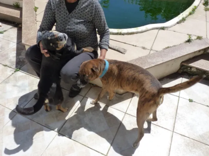 Cachorro raça SRD-ViraLata idade 4 anos nome Tupã e Bidu