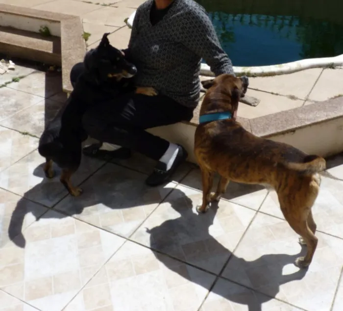 Cachorro raça SRD-ViraLata idade 4 anos nome Tupã e Bidu