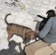 Tupã e Bidu