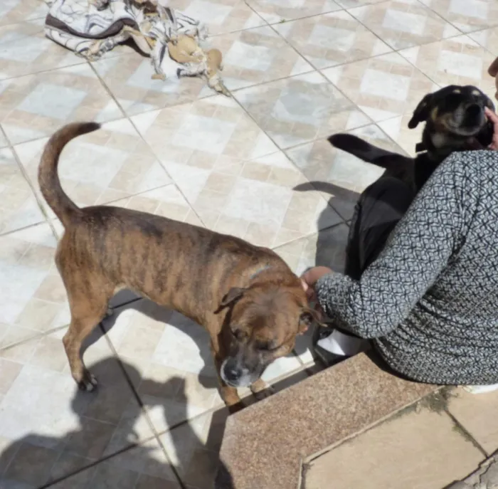 Cachorro raça SRD-ViraLata idade 4 anos nome Tupã e Bidu