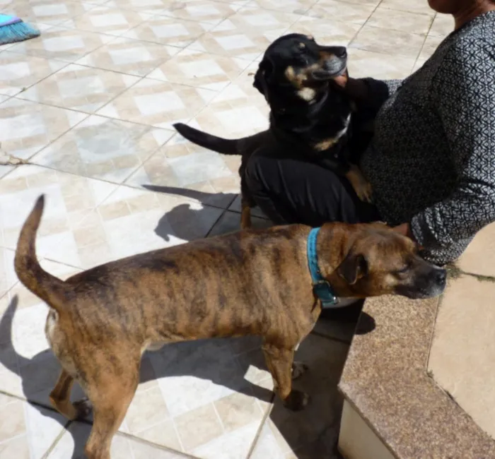 Cachorro raça SRD-ViraLata idade 4 anos nome Tupã e Bidu