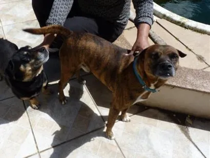 Cachorro raça SRD-ViraLata idade 4 anos nome Tupã e Bidu