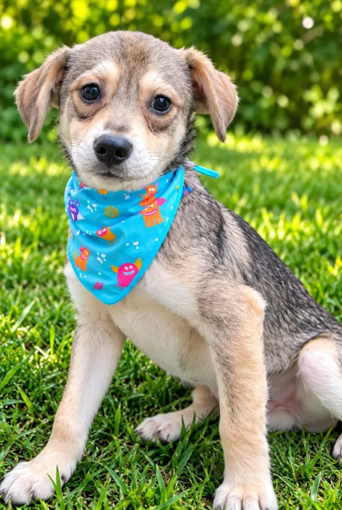 Cachorro raça SRD-ViraLata idade 1 ano nome Pandinha 