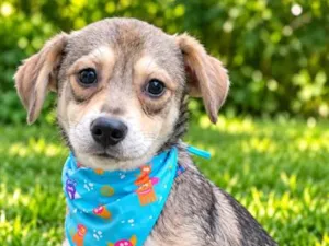 Cachorro raça SRD-ViraLata idade 1 ano nome Pandinha 