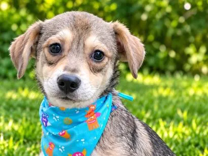 Cachorro raça SRD-ViraLata idade 1 ano nome Pandinha 