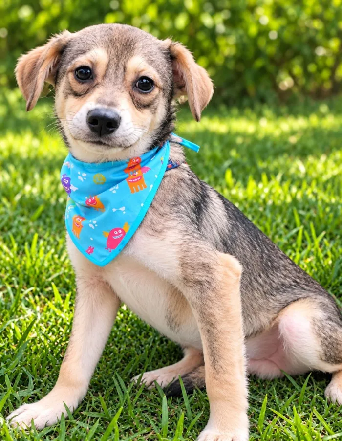 Cachorro raça SRD-ViraLata idade 1 ano nome Pandinha 