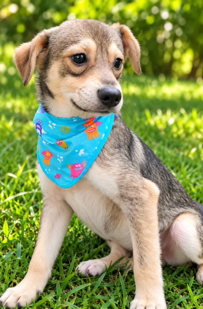 Cachorro raça SRD-ViraLata idade 1 ano nome Pandinha 