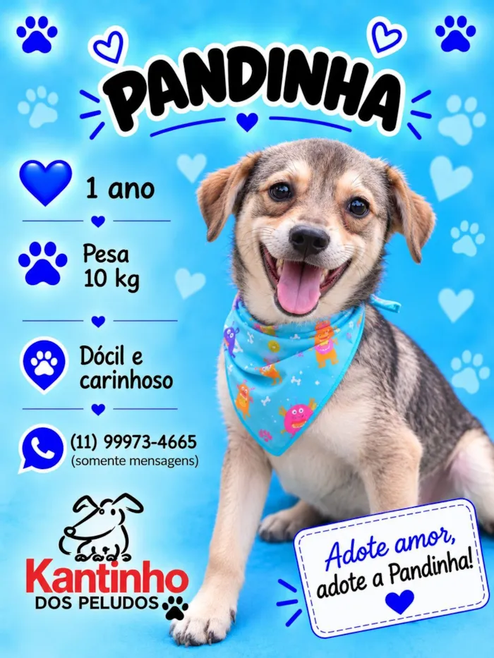 Cachorro raça SRD-ViraLata idade 1 ano nome Pandinha 