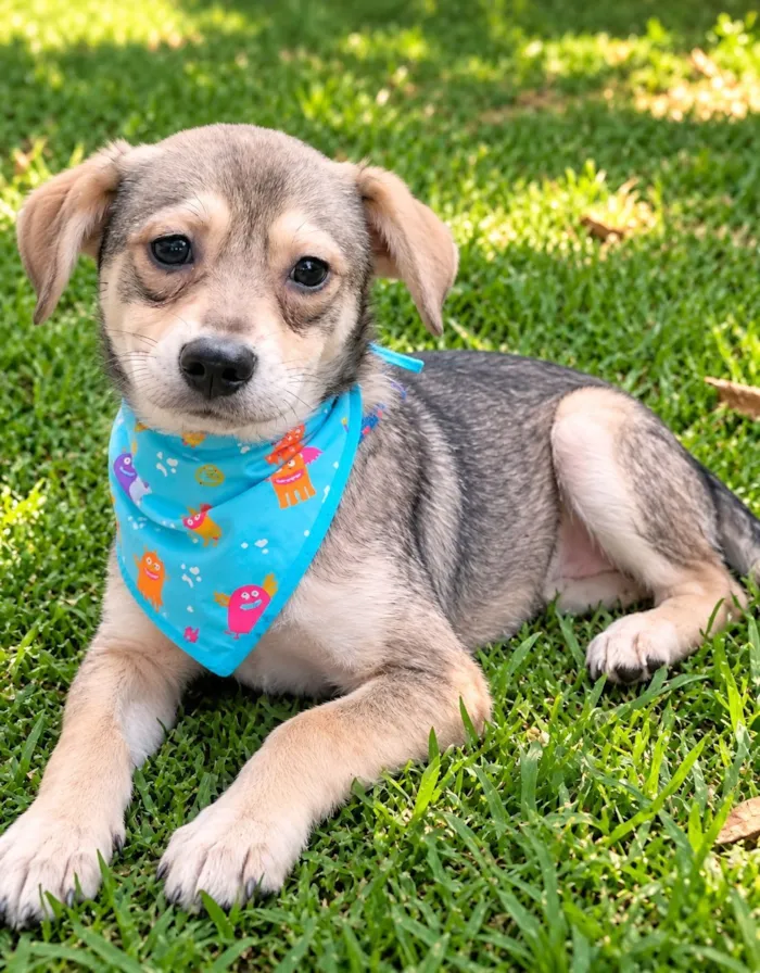 Cachorro raça SRD-ViraLata idade 1 ano nome Pandinha 