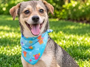 Cachorro raça SRD-ViraLata idade 1 ano nome Pandinha 