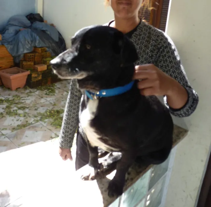 Cachorro raça SRD-ViraLata idade 5 anos nome Benjamin