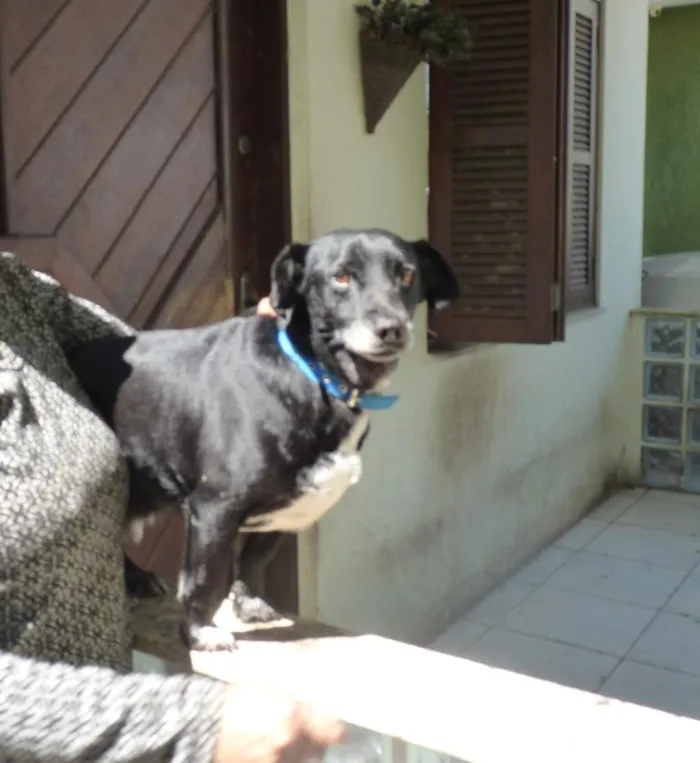 Cachorro raça SRD-ViraLata idade 5 anos nome Benjamin