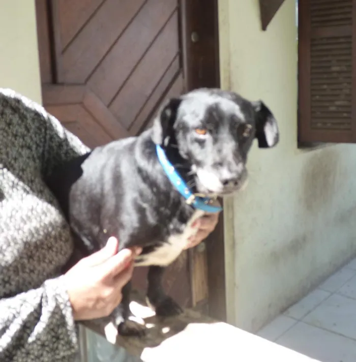 Cachorro raça SRD-ViraLata idade 5 anos nome Benjamin