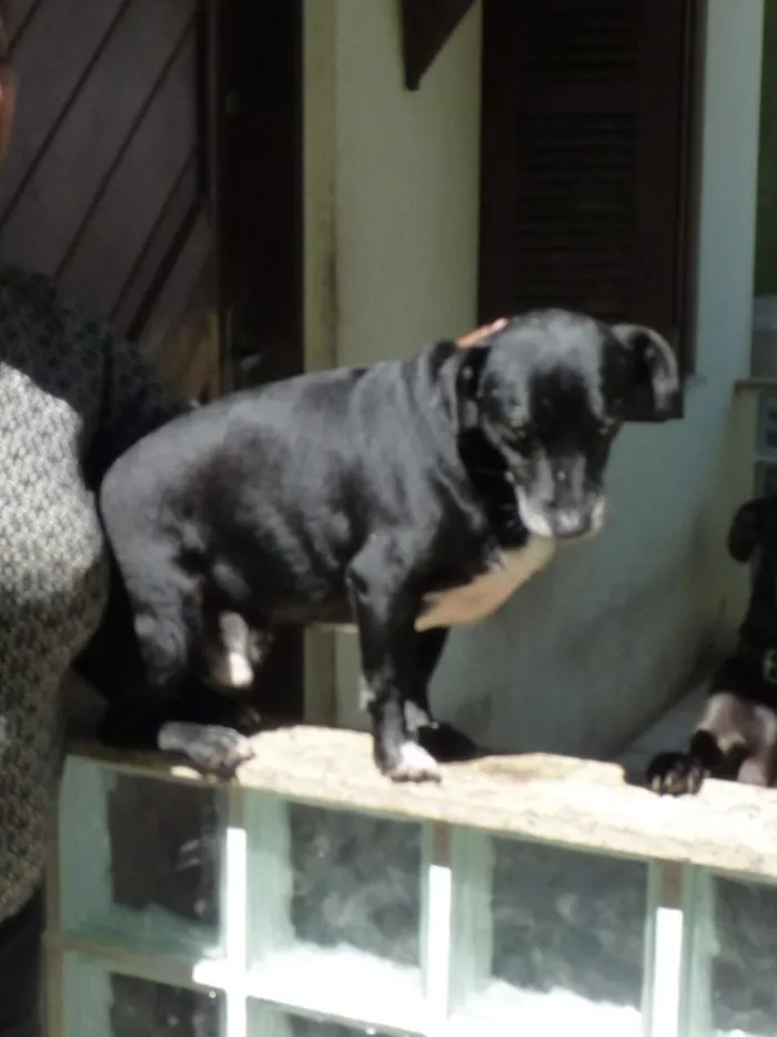 Cachorro raça SRD-ViraLata idade 5 anos nome Benjamin