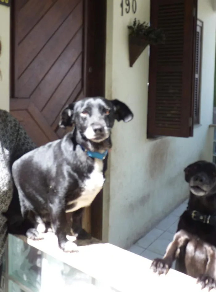 Cachorro raça SRD-ViraLata idade 5 anos nome Benjamin