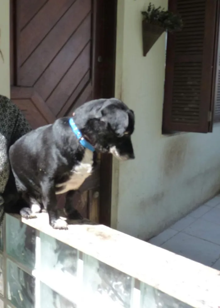 Cachorro raça SRD-ViraLata idade 5 anos nome Benjamin