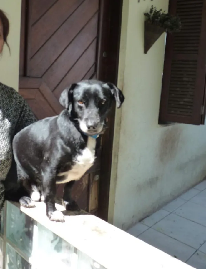 Cachorro raça SRD-ViraLata idade 5 anos nome Benjamin