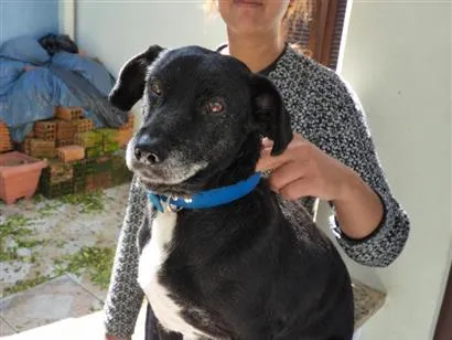 Cachorro raça SRD-ViraLata idade 5 anos nome Benjamin