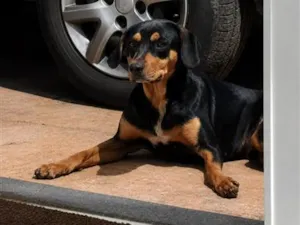 Cachorro raça SRD-ViraLata idade 2 anos nome Lili