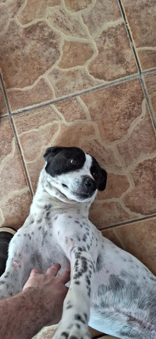 Cachorro raça SRD-ViraLata idade 2 anos nome Toretto 