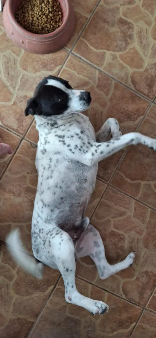 Cachorro raça SRD-ViraLata idade 2 anos nome Toretto 