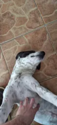 Toretto 