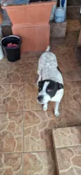 Toretto 