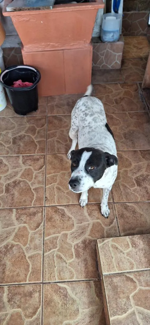 Cachorro raça SRD-ViraLata idade 2 anos nome Toretto 