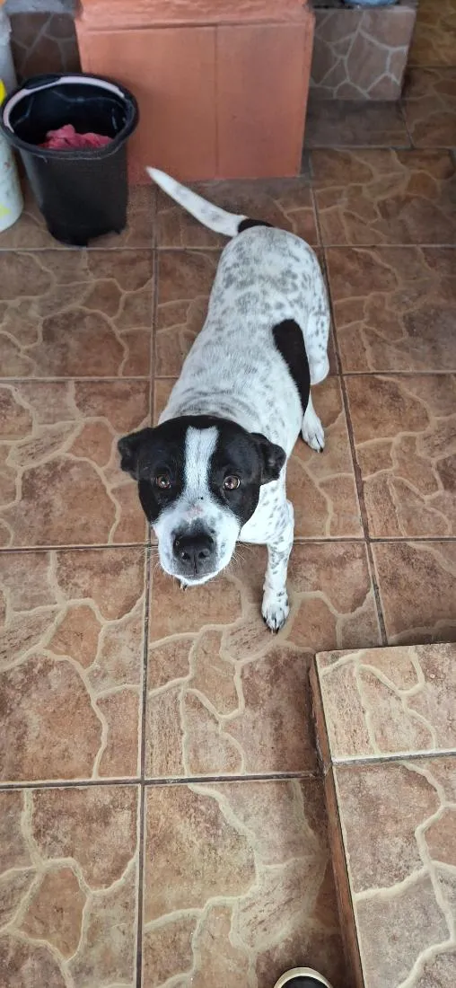 Cachorro raça SRD-ViraLata idade 2 anos nome Toretto 