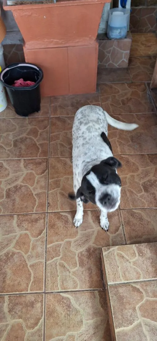 Cachorro raça SRD-ViraLata idade 2 anos nome Toretto 
