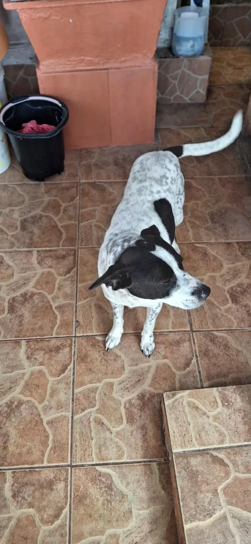 Cachorro raça SRD-ViraLata idade 2 anos nome Toretto 