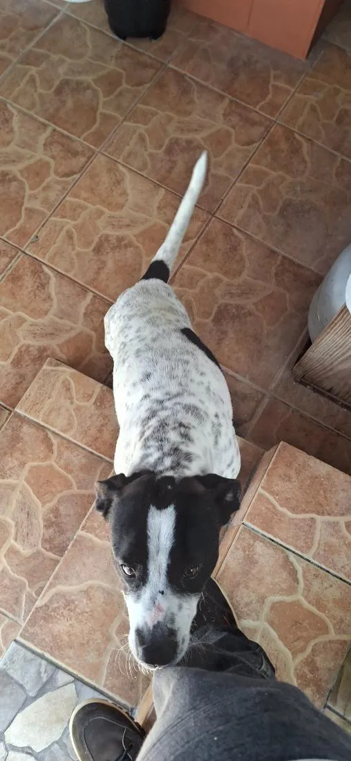 Cachorro raça SRD-ViraLata idade 2 anos nome Toretto 