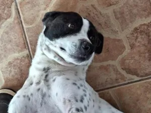 Cachorro raça SRD-ViraLata idade 2 anos nome Toretto 