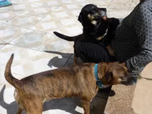 Cachorro raça SRD-ViraLata idade 4 anos nome Tupã e Bidu