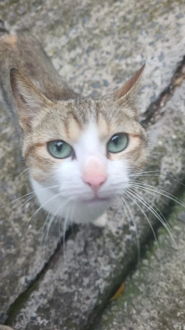 Gato raça SRD-ViraLata idade 7 a 11 meses nome Duck e Romeo 