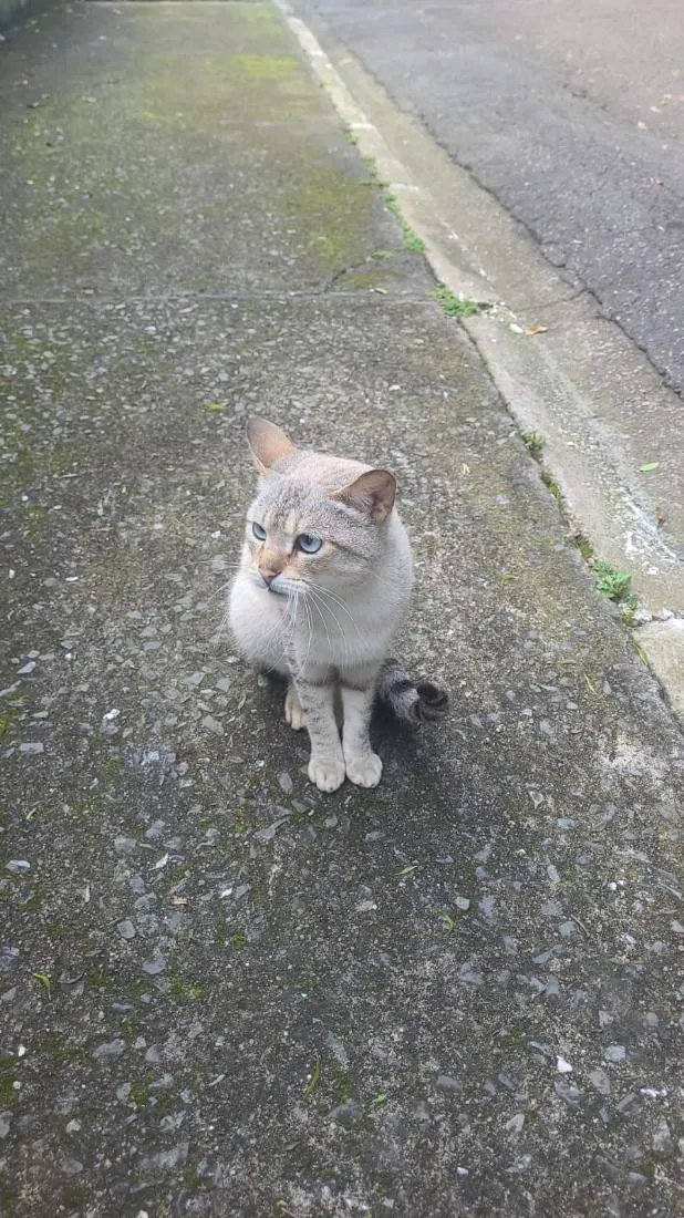 Gato raça SRD-ViraLata idade 7 a 11 meses nome Duck e Romeo 