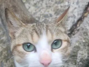 Gato raça SRD-ViraLata idade 7 a 11 meses nome Duck e Romeo 