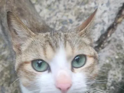 Gato raça SRD-ViraLata idade 7 a 11 meses nome Duck e Romeo 