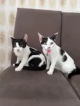 Bento e bela 