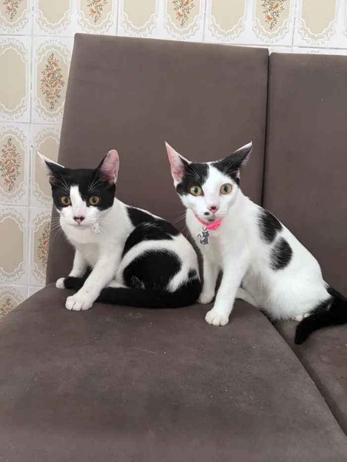 Gato raça SRD-ViraLata idade 2 anos nome Bento e bela 