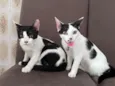 Bento e bela 
