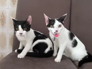 Gato raça SRD-ViraLata idade 2 anos nome Bento e bela 