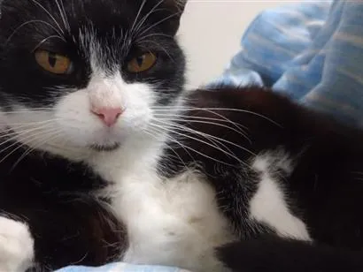Gato raça SRD-ViraLata idade 4 anos nome Pandora