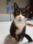 Pandora