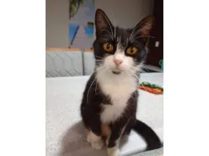 Gato raça SRD-ViraLata idade 4 anos nome Pandora
