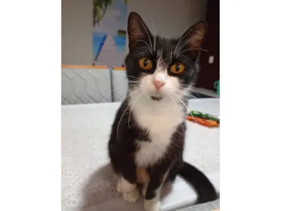 Gato raça SRD-ViraLata idade 4 anos nome Pandora