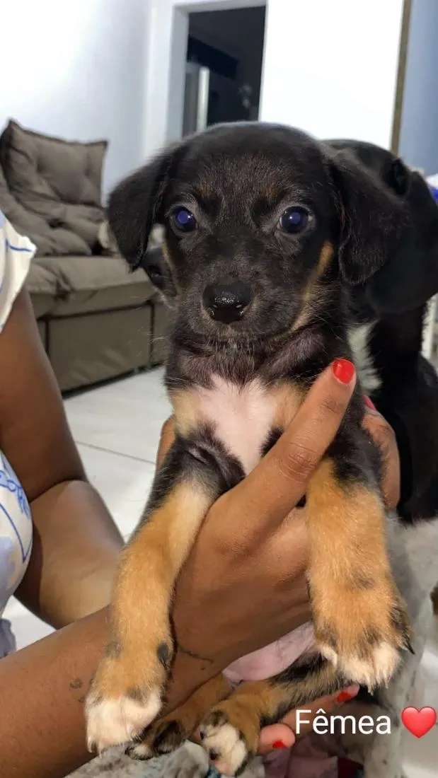 Cachorro raça SRD-ViraLata idade Abaixo de 2 meses nome não tem nome 
