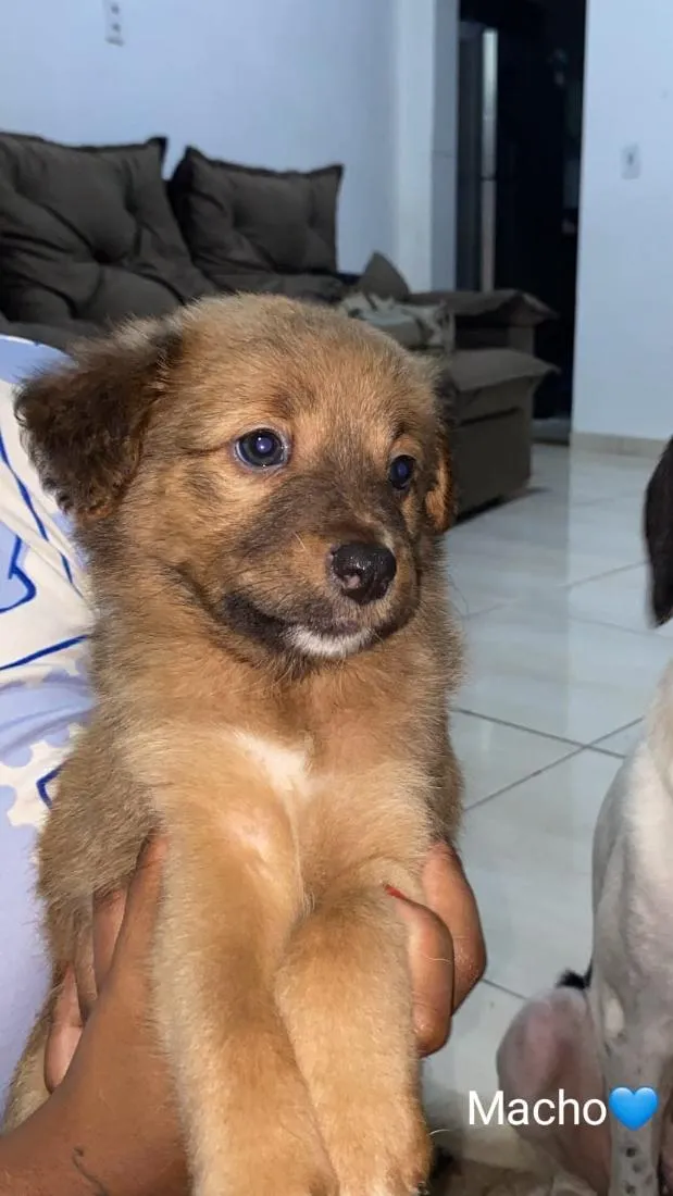 Cachorro raça SRD-ViraLata idade Abaixo de 2 meses nome não tem nome 
